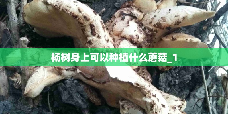 杨树身上可以种植什么蘑菇_1