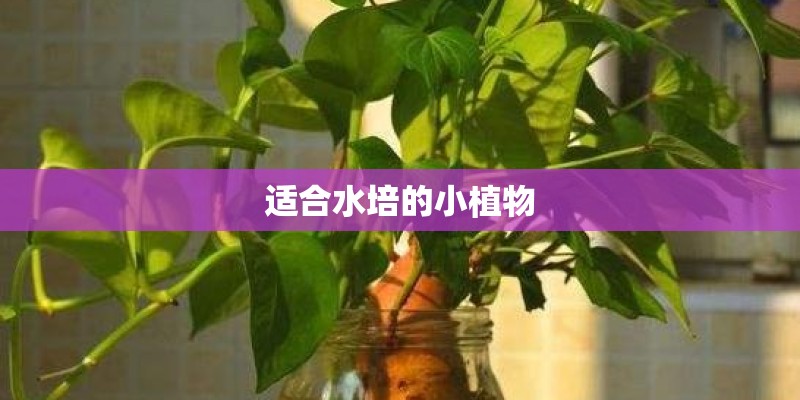 适合水培的小植物