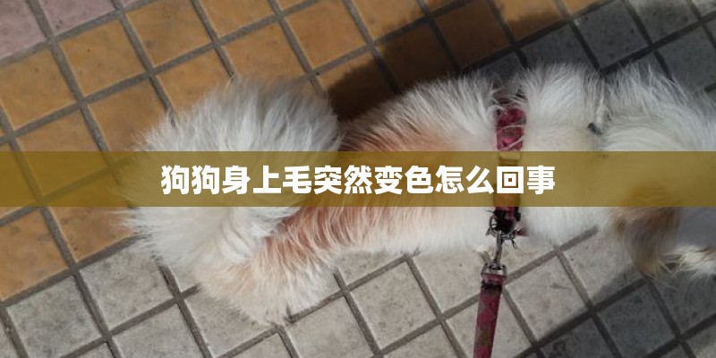 狗狗身上毛突然变色怎么回事