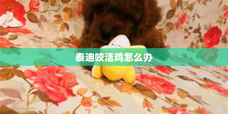 泰迪咬活鸡怎么办