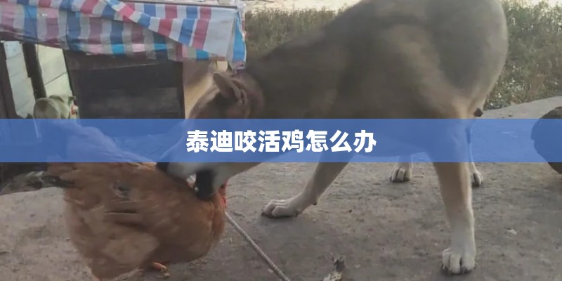 泰迪咬活鸡怎么办