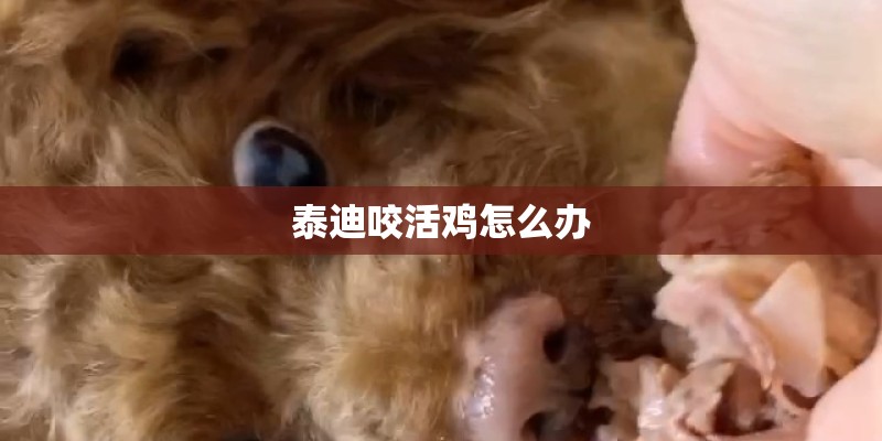 泰迪咬活鸡怎么办