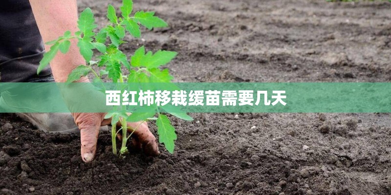 西红柿移栽缓苗需要几天