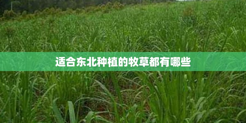 适合东北种植的牧草都有哪些
