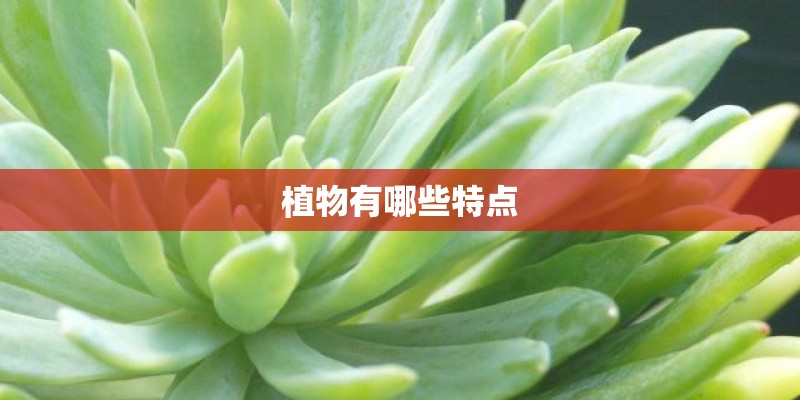 植物有哪些特点