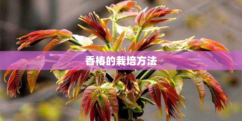香椿的栽培方法