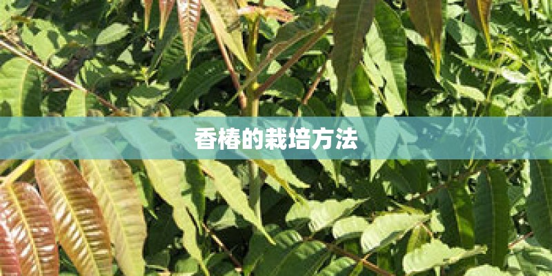香椿的栽培方法