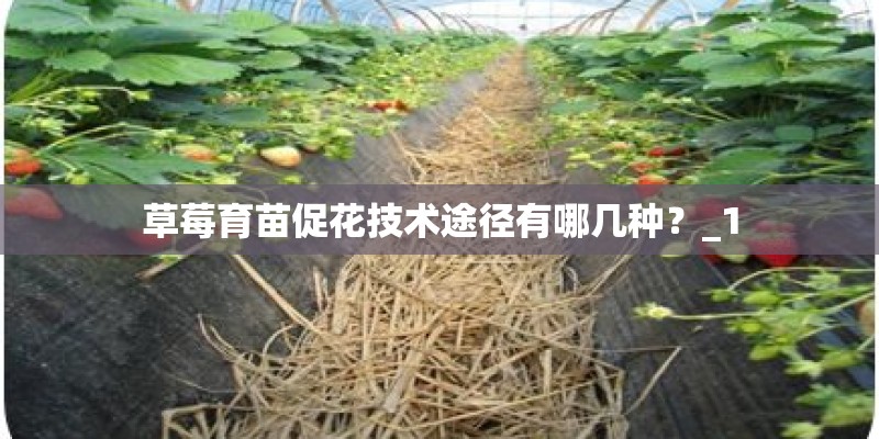 草莓育苗促花技术途径有哪几种？_1