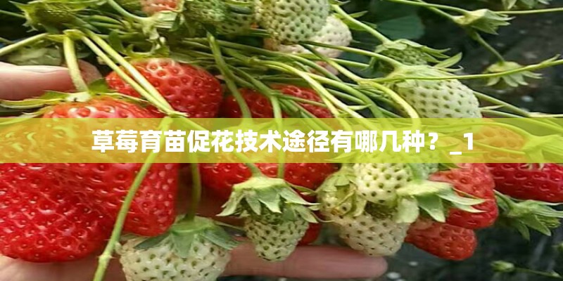 草莓育苗促花技术途径有哪几种？_1