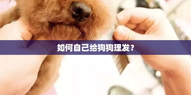 如何自己给狗狗理发？