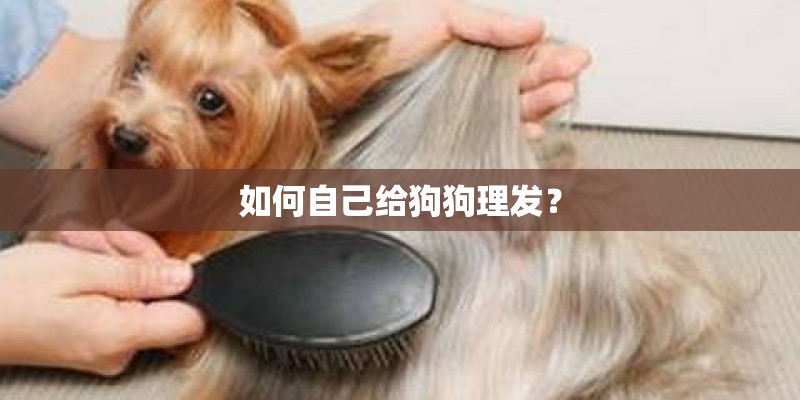如何自己给狗狗理发？