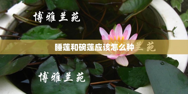 睡莲和碗莲应该怎么种