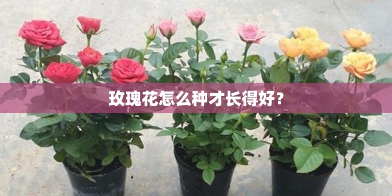 玫瑰花怎么种才长得好？