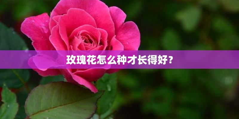 玫瑰花怎么种才长得好？