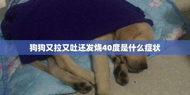 狗狗又拉又吐还发烧40度是什么症状