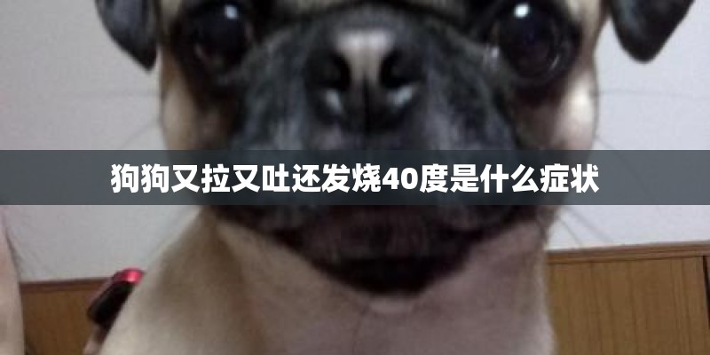 狗狗又拉又吐还发烧40度是什么症状
