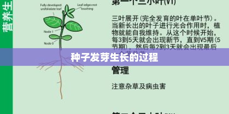种子发芽生长的过程