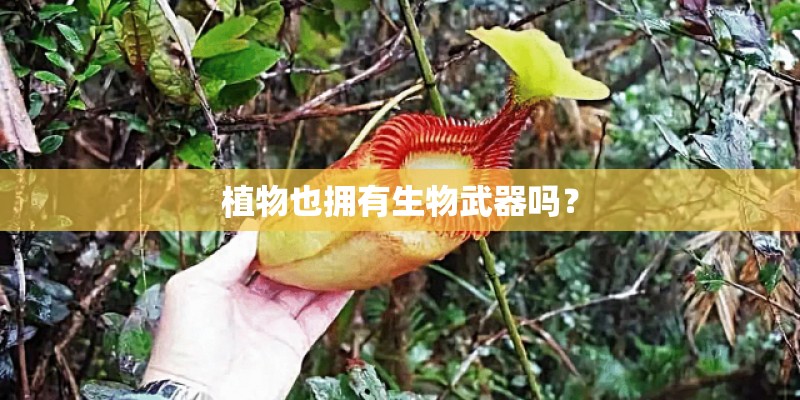 植物也拥有生物武器吗？