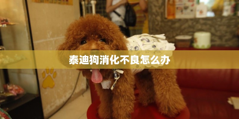 泰迪狗消化不良怎么办