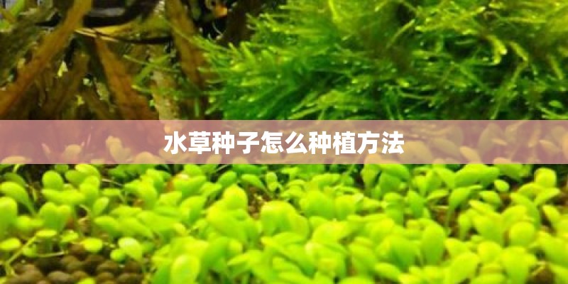 水草种子怎么种植方法