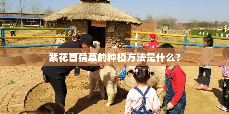 紫花苜蓿草的种植方法是什么？