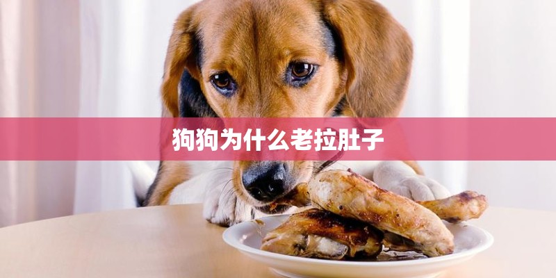 狗狗为什么老拉肚子