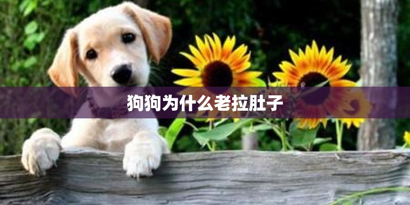 狗狗为什么老拉肚子