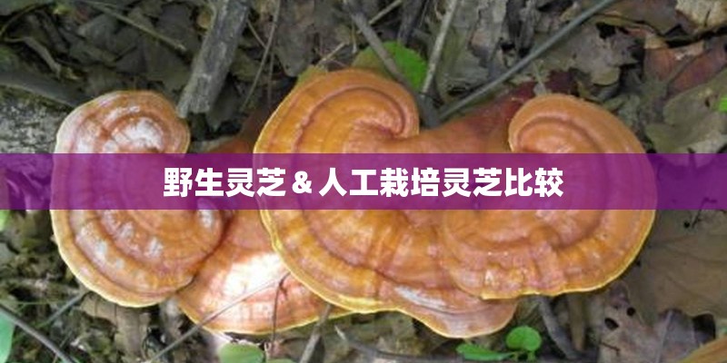 野生灵芝＆人工栽培灵芝比较
