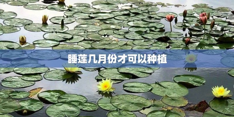 睡莲几月份才可以种植