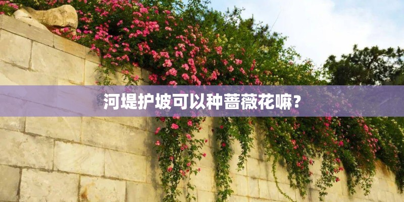 河堤护坡可以种蔷薇花嘛？