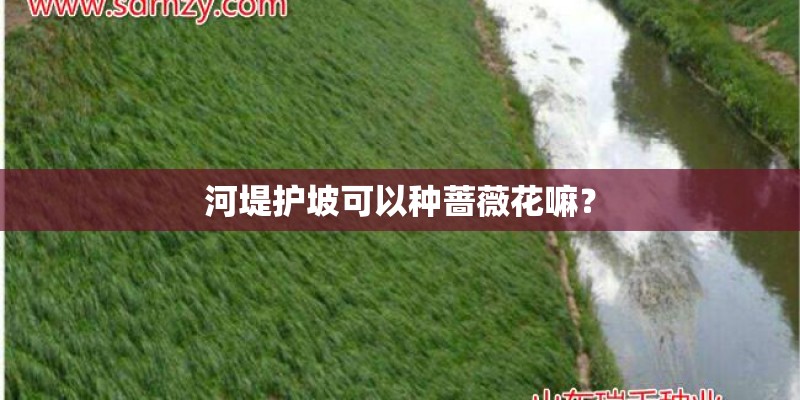 河堤护坡可以种蔷薇花嘛？