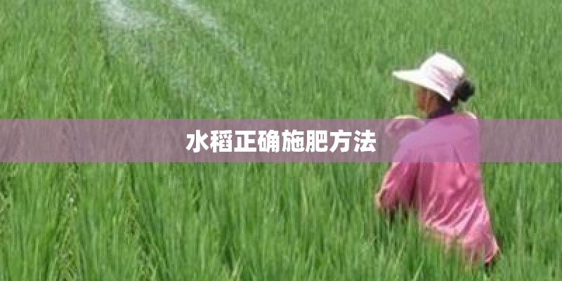 水稻正确施肥方法