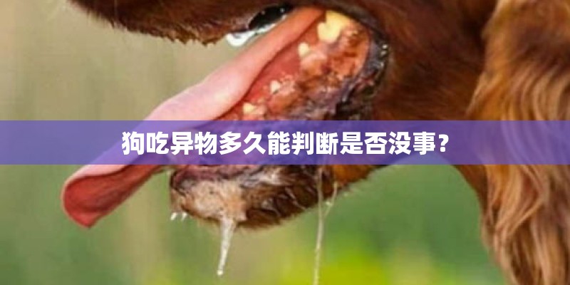 狗吃异物多久能判断是否没事？