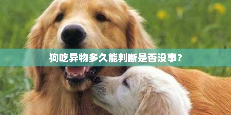 狗吃异物多久能判断是否没事？