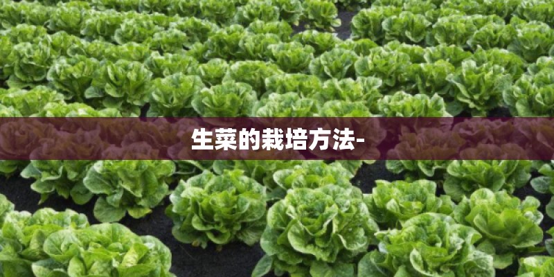 生菜的栽培方法-