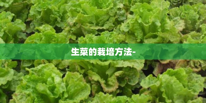 生菜的栽培方法-