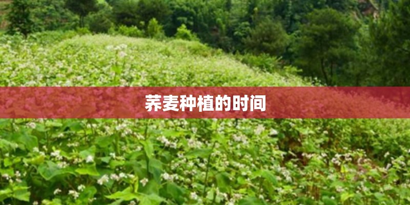 荞麦种植的时间