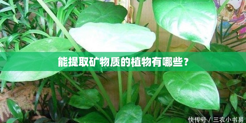 能提取矿物质的植物有哪些？