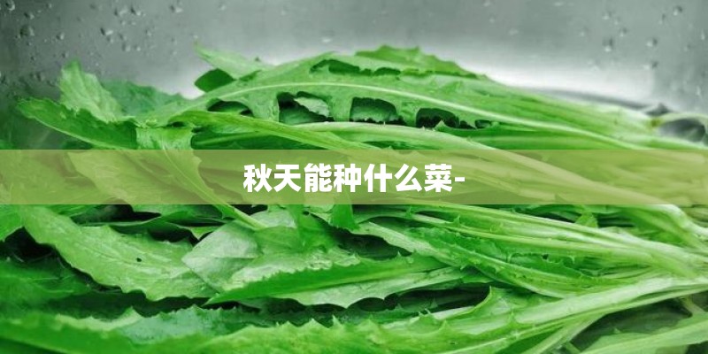 秋天能种什么菜-