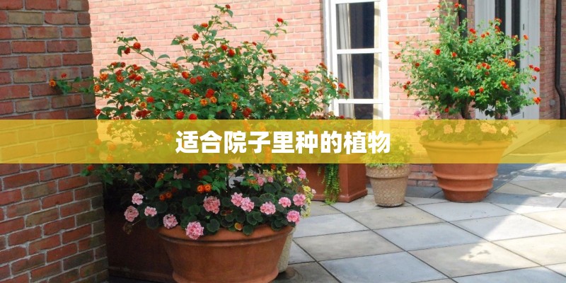 适合院子里种的植物