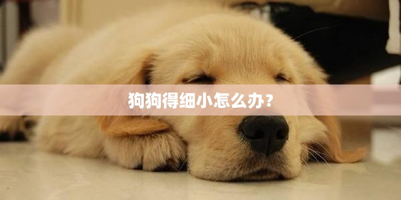 狗狗得细小怎么办？