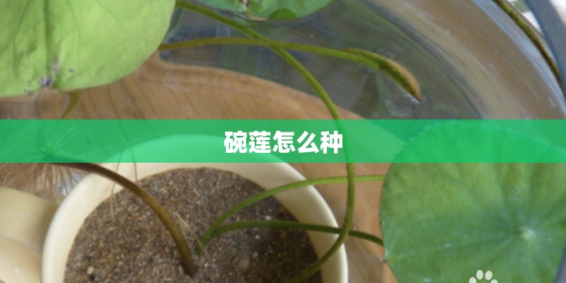 碗莲怎么种