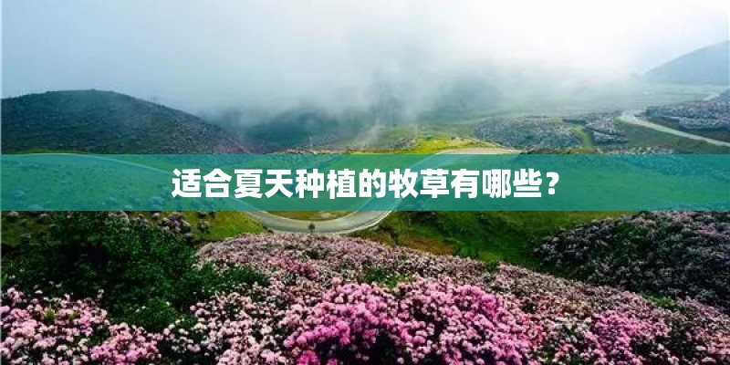 适合夏天种植的牧草有哪些？