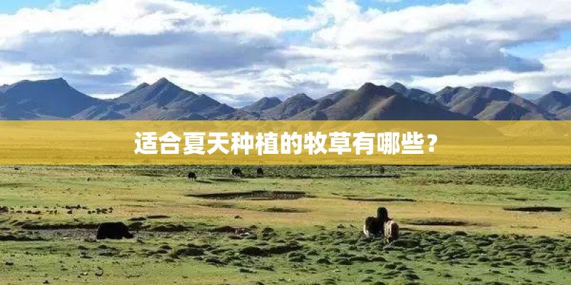 适合夏天种植的牧草有哪些？
