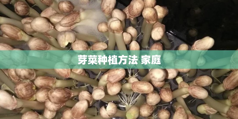 芽菜种植方法 家庭