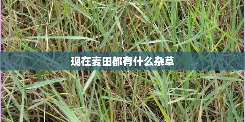 现在麦田都有什么杂草