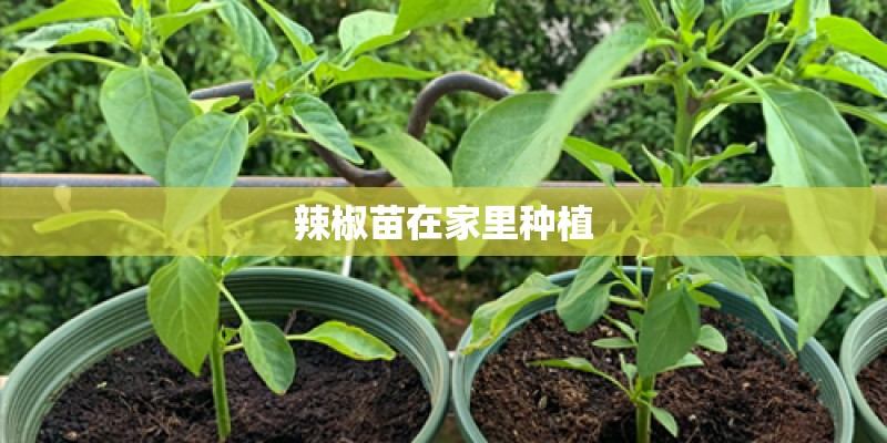 辣椒苗在家里种植