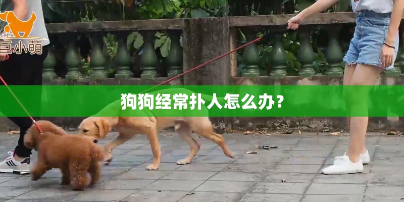 狗狗经常扑人怎么办？