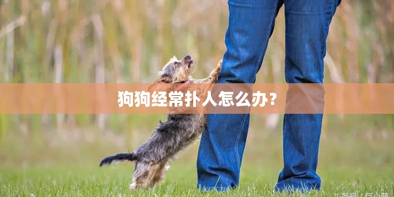 狗狗经常扑人怎么办？