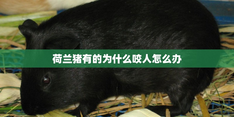 荷兰猪有的为什么咬人怎么办